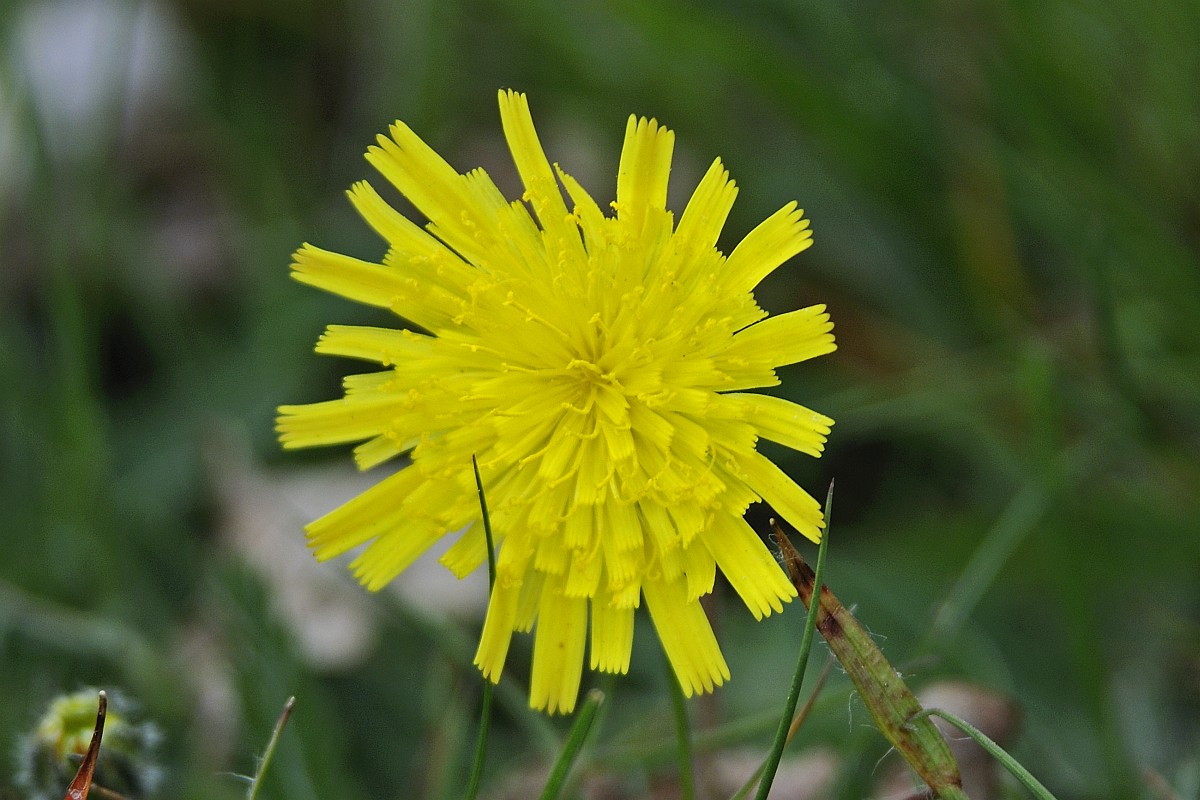 hieracium-pilosella-mouse-ear-hawkweed